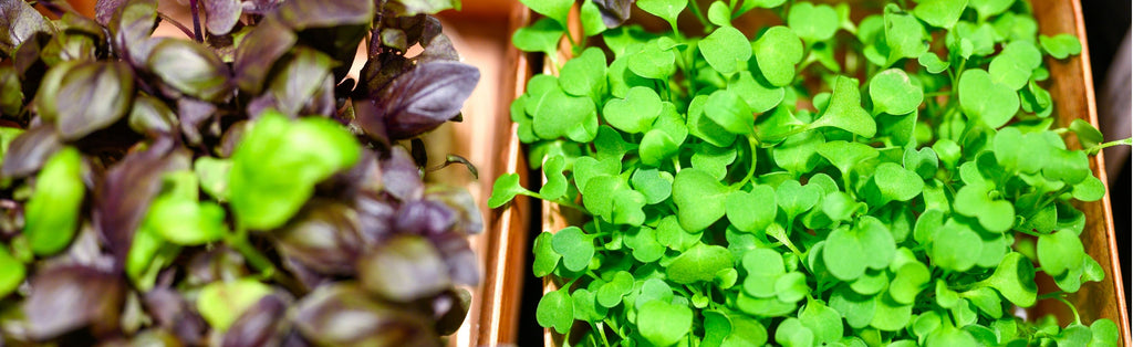 How to grow basil microgreens