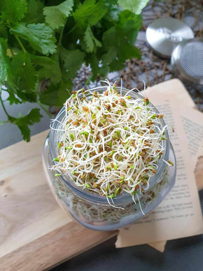How to grow alfalfa sprouts