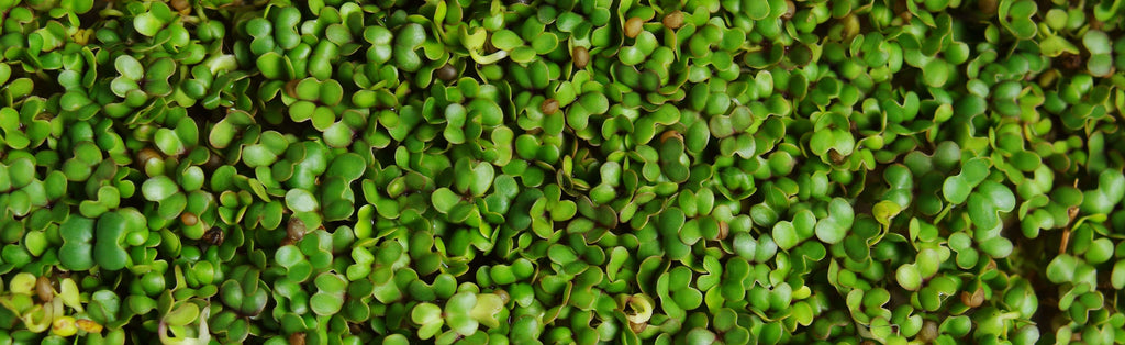 How to grow mustard sprouts and microgreens
