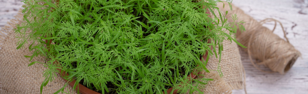 Dill herb microgreens gardening inside