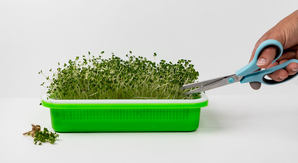 How to grow broccoli sprouts and microgreens
